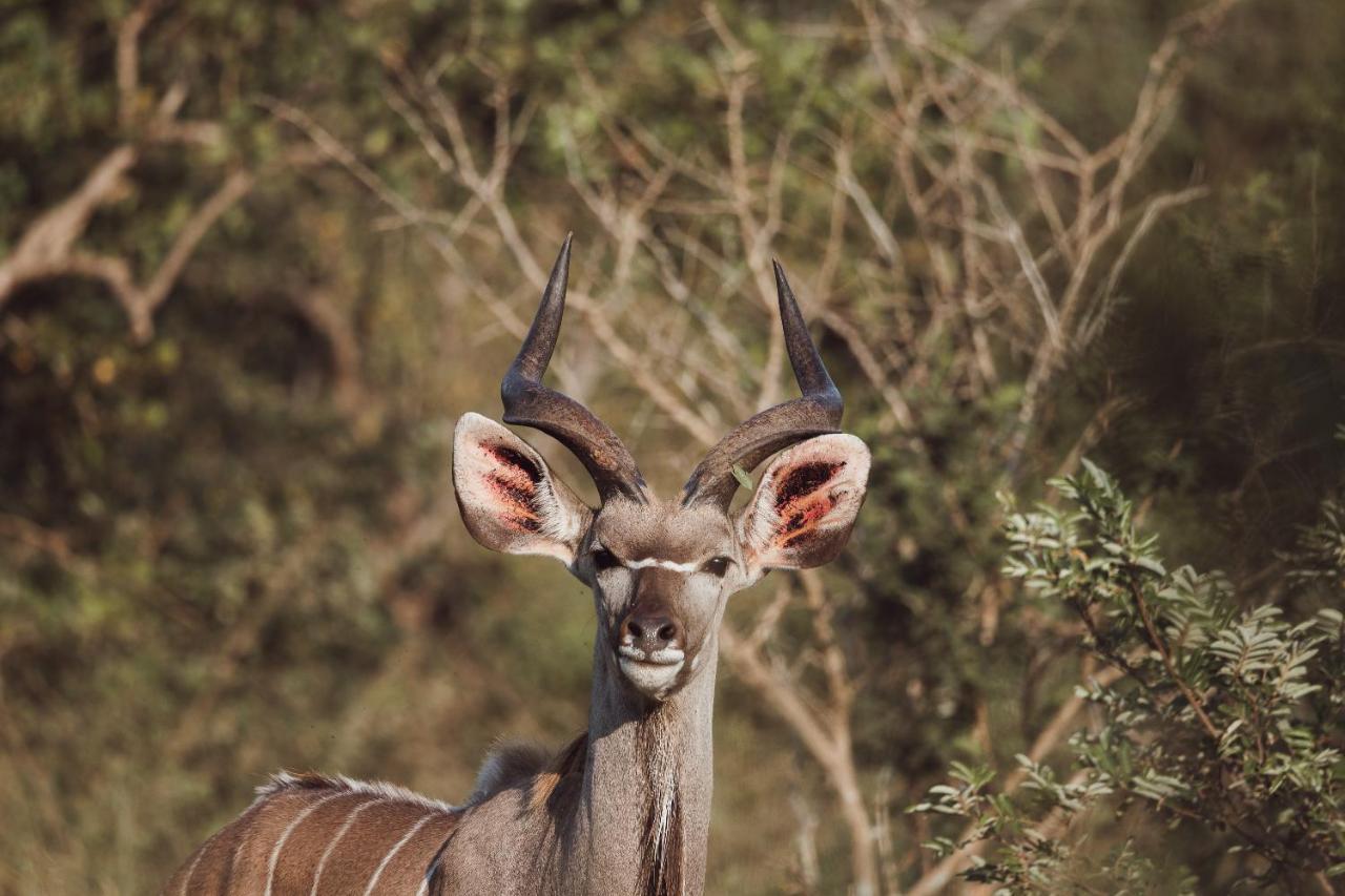 Oase By 7 Star Lodges - Greater Kruger Private 530Ha Reserve Hoedspruit Ngoại thất bức ảnh