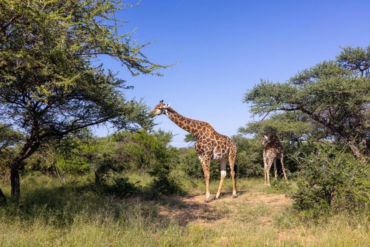 Oase By 7 Star Lodges - Greater Kruger Private 530Ha Reserve Hoedspruit Ngoại thất bức ảnh